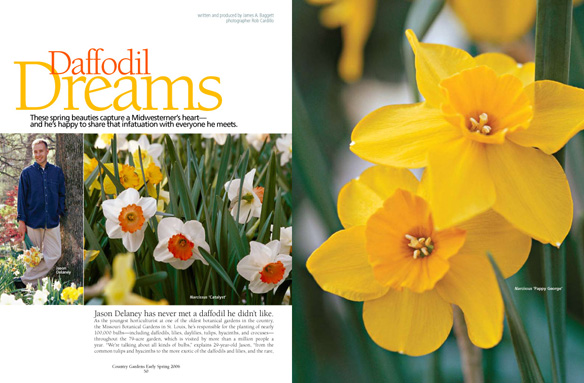 Daffodil Dreams